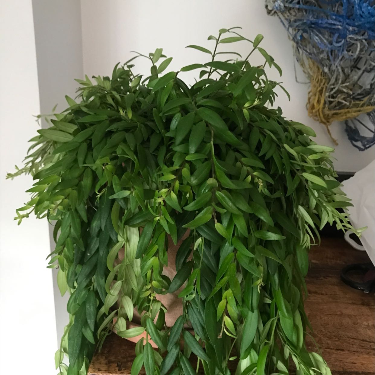 Lipstick plant 'Japhrolepsis' uploaded to the Greg plant app by @FacilelyFrogbit
