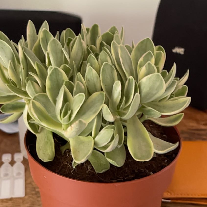 Photo of the plant species Apricot beauty by @FacilelyFrogbit named Sahara Lil on Greg, the plant care app