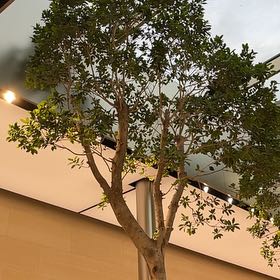 Photo of the plant species Carrotwood by @FacilelyFrogbit named Planty on Greg, the plant care app