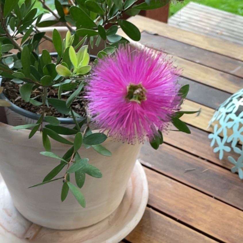 Photo of the plant species Metrosideros Excelsa by @FacilelyFrogbit named Marley on Greg, the plant care app