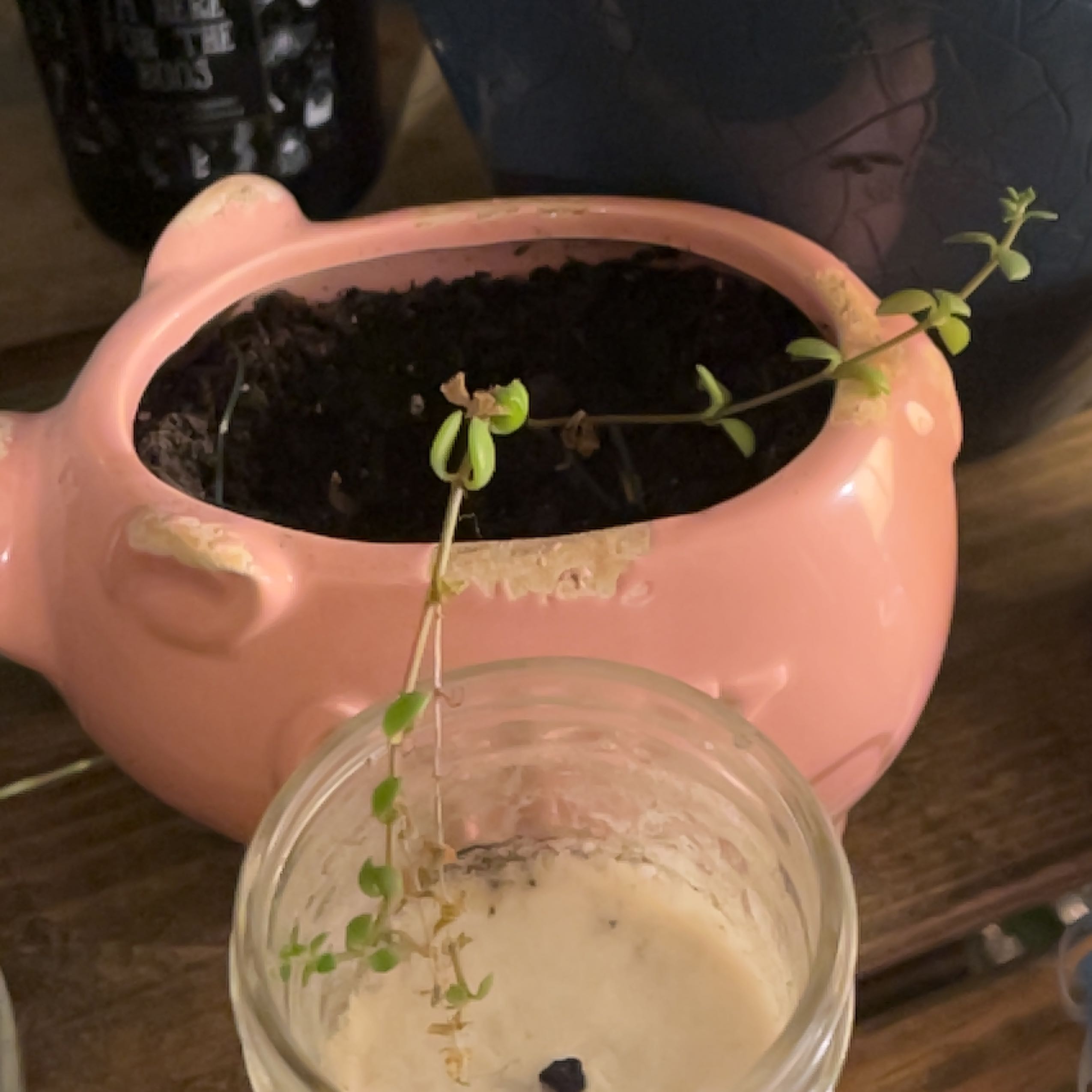 Stringy Stonecrop plant in a pink pig-shaped pot with visible soil and long stems.