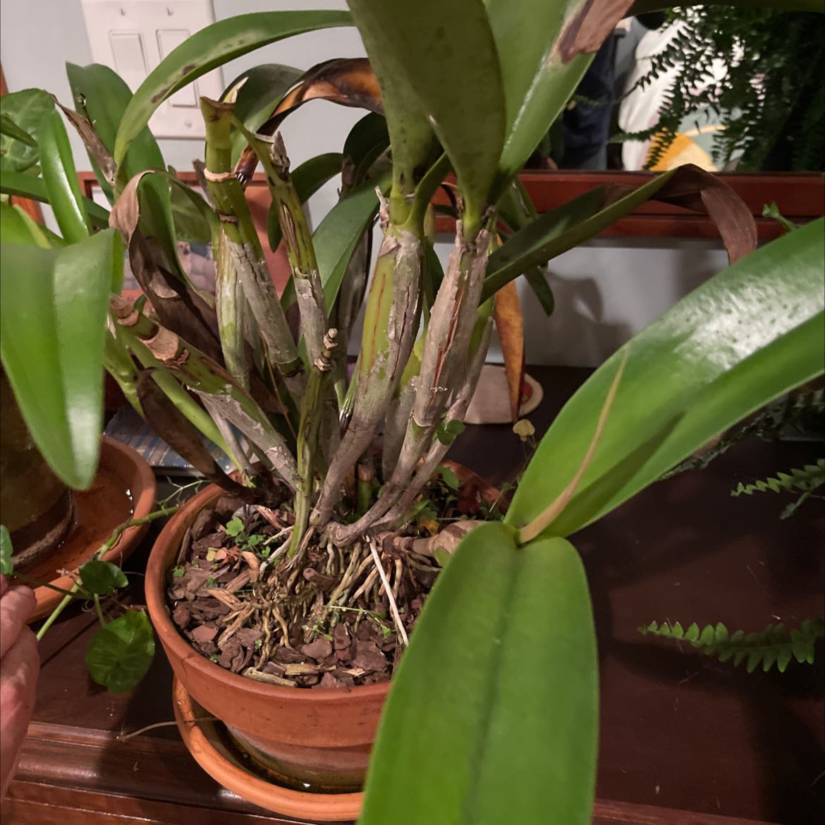 Photo of the plant species Guarianthe aurantiaca by @GoodyChards named DownstairsOrchid1 on Greg, the plant care app