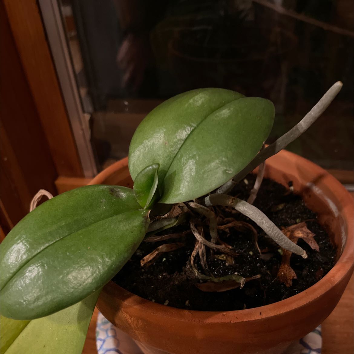 Orchid plant in a terracotta pot with green leaves and visible roots.