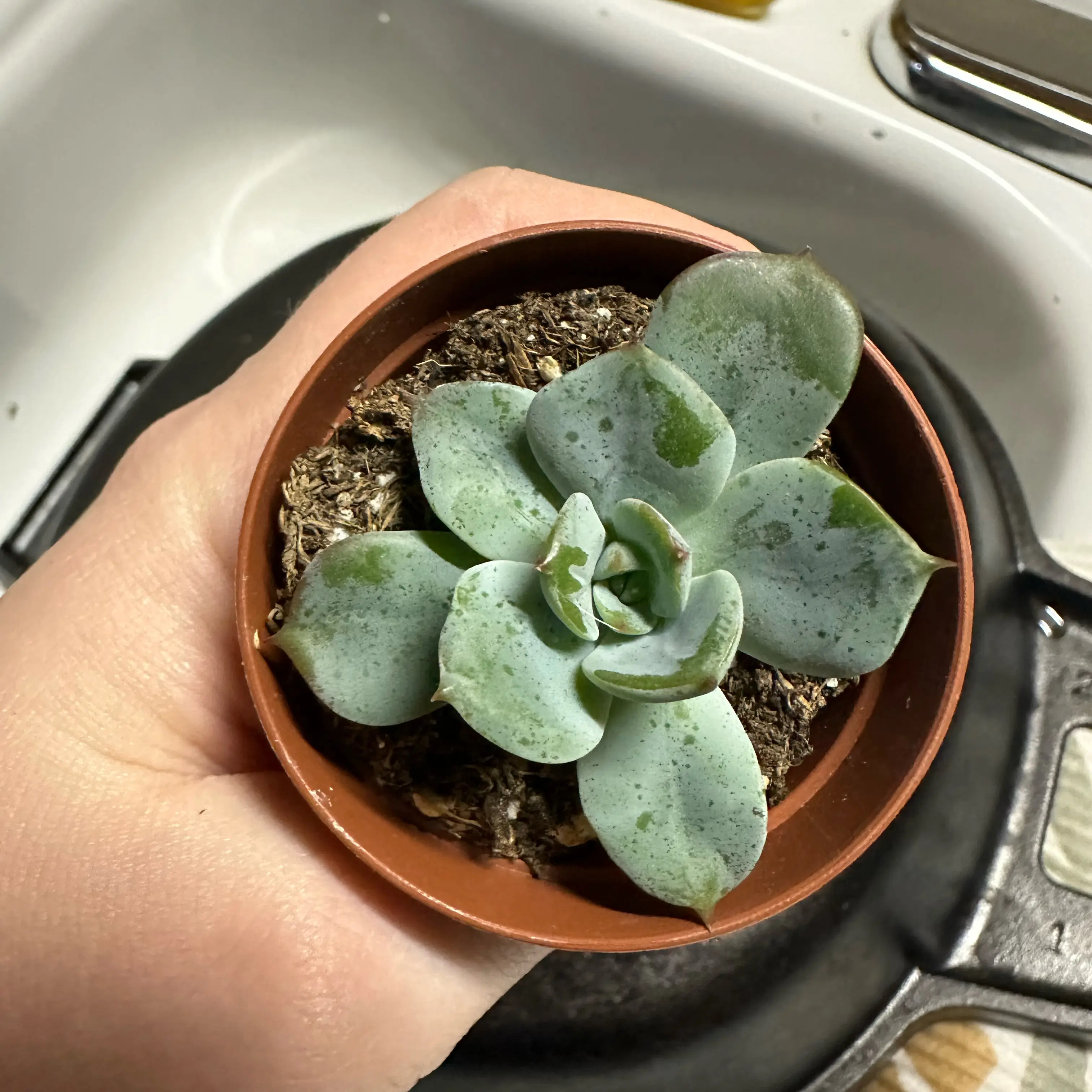 Echeveria 'Blue Prince' succulent in a pot held by a hand, with visible soil.