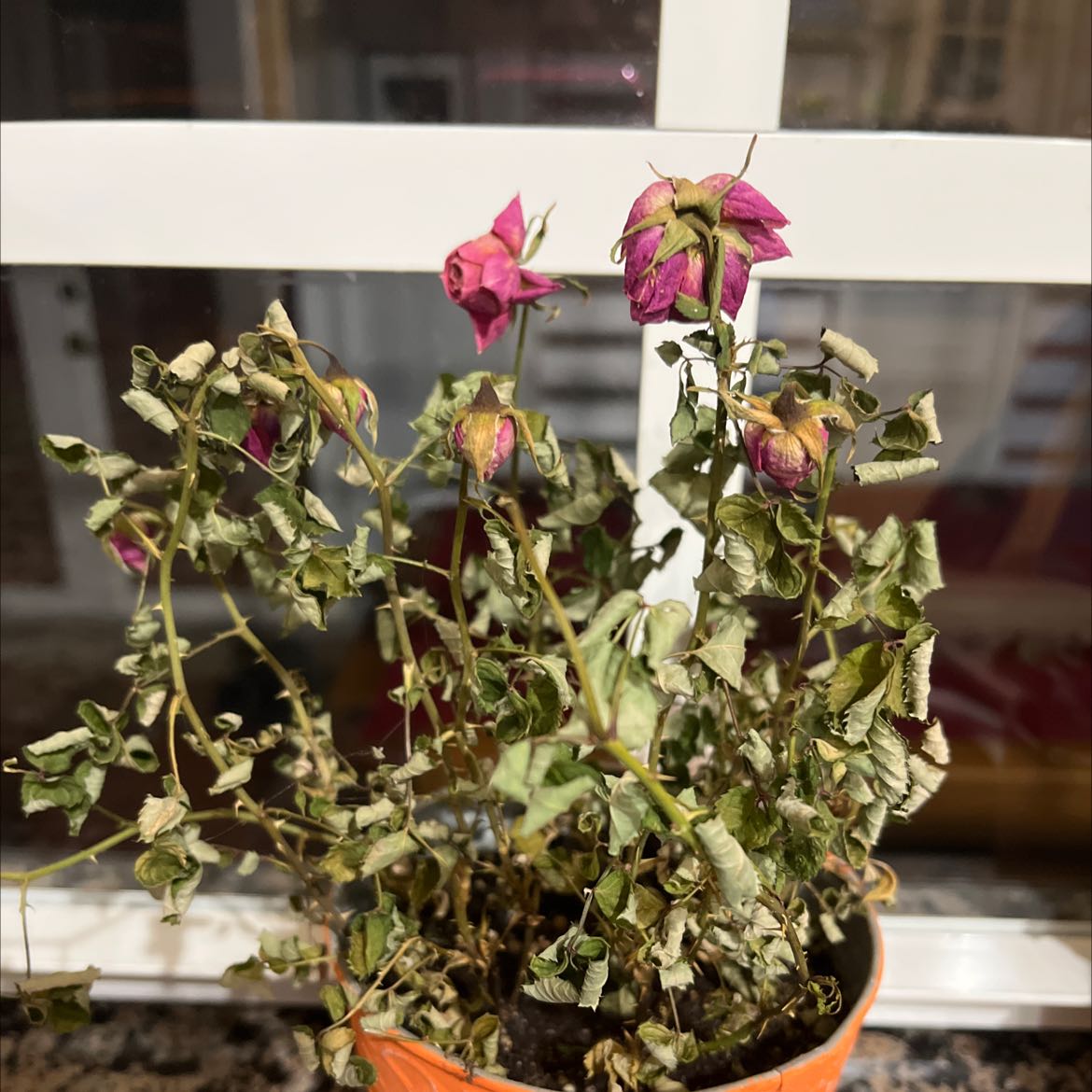 Photo of the plant species Round-leaved oregano by @HeritrixGollum named Your plant on Greg, the plant care app