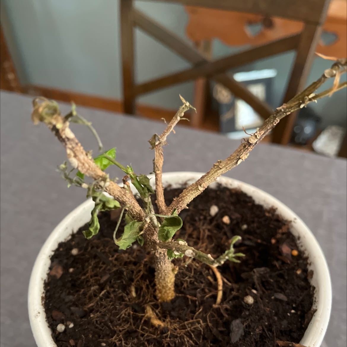 Photo of the plant species Devil's Apple by @MomentousRedfir named Your plant on Greg, the plant care app
