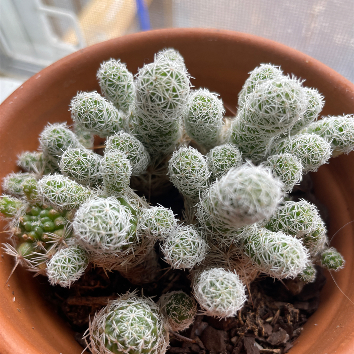 Photo of the plant species Lady Finger Cactus by @John01 named Spikey McWhite on Greg, the plant care app