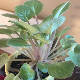African Violet plant in Council Bluffs, Iowa