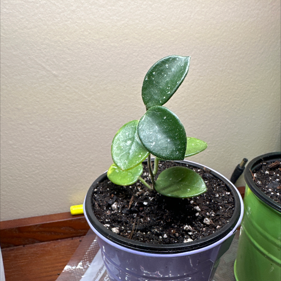 Hoya 'Mathilde' plant in a pot with visible soil, healthy green leaves.
