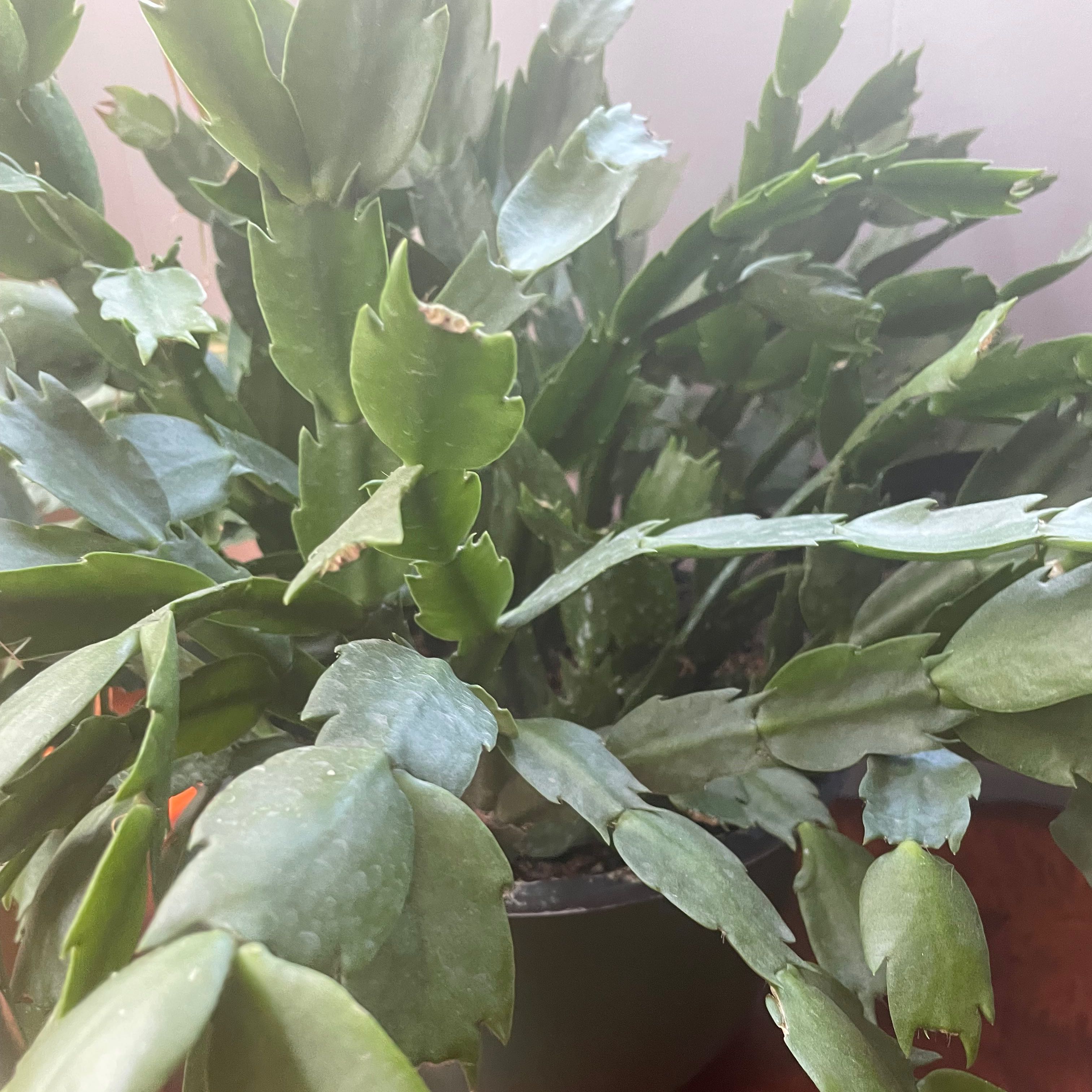 Photo of the plant species Limelight Dancer by @John01 named Kringle on Greg, the plant care app