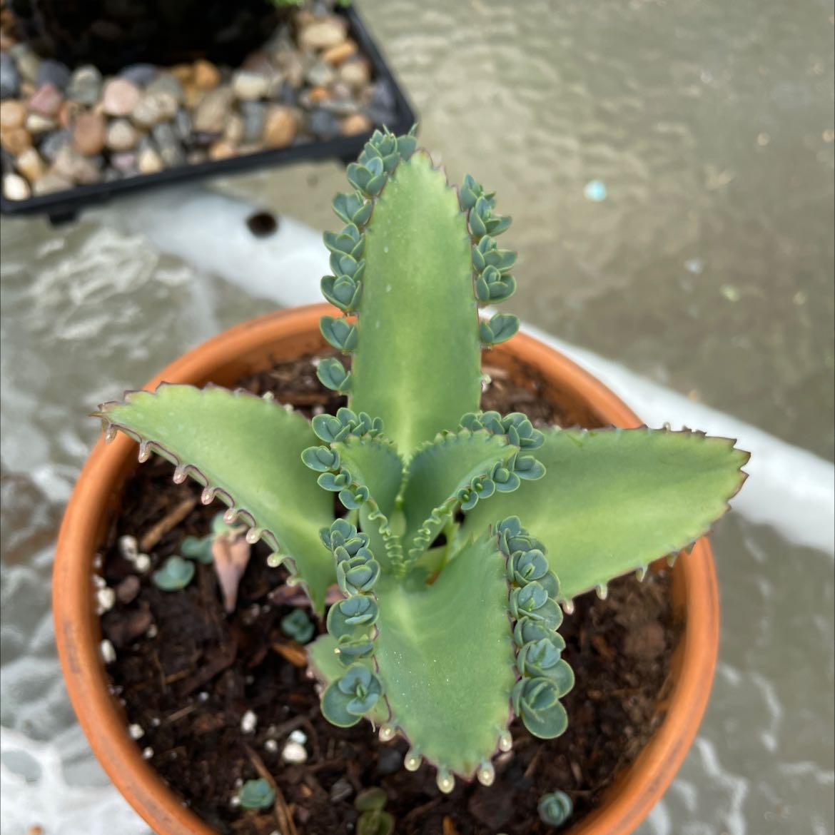 Photo of the plant species Mother of Thousands by @LegitPetiveria named Mother of thousands on Greg, the plant care app