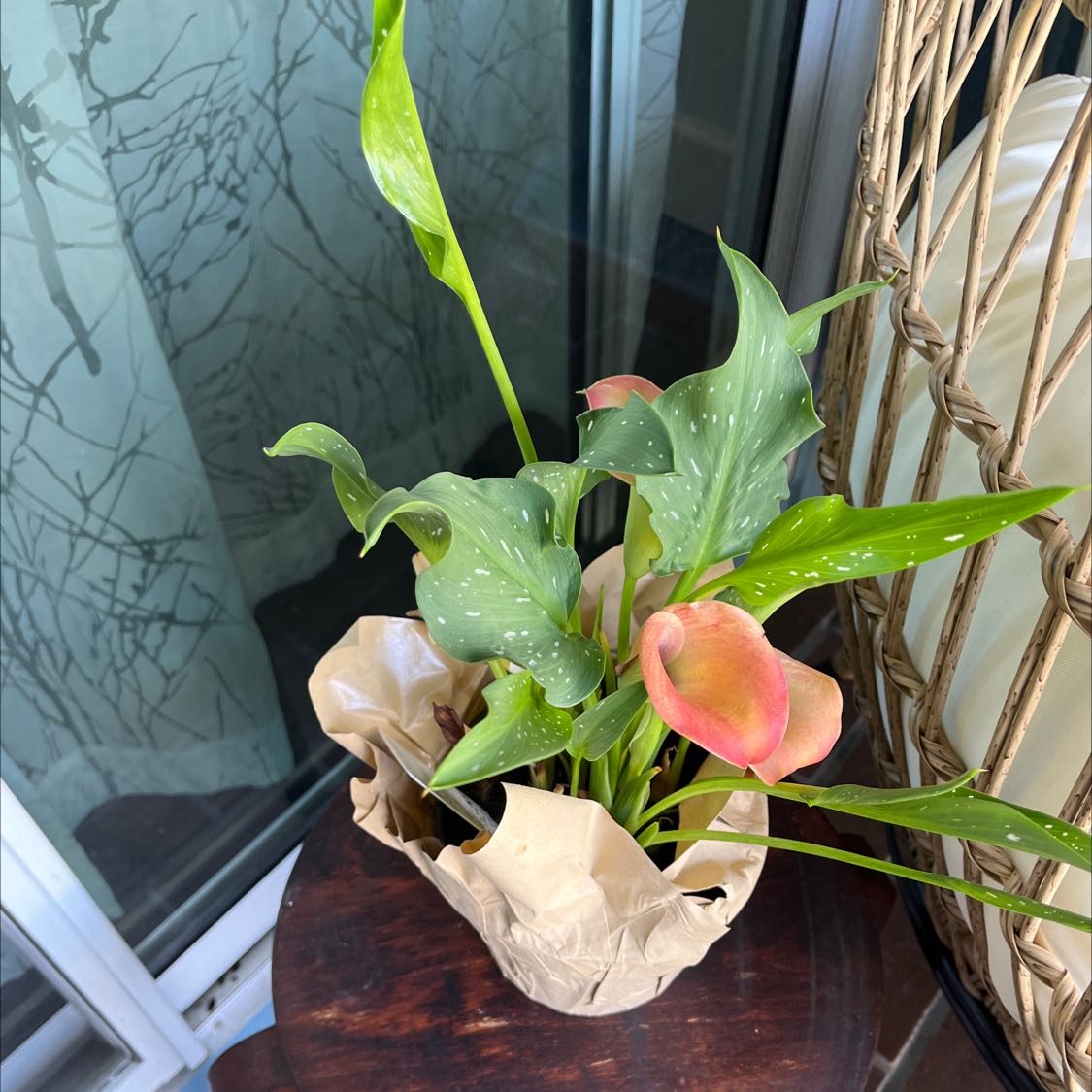 Spotted Calla Lily plant with green leaves and pink flowers in a decorative pot.