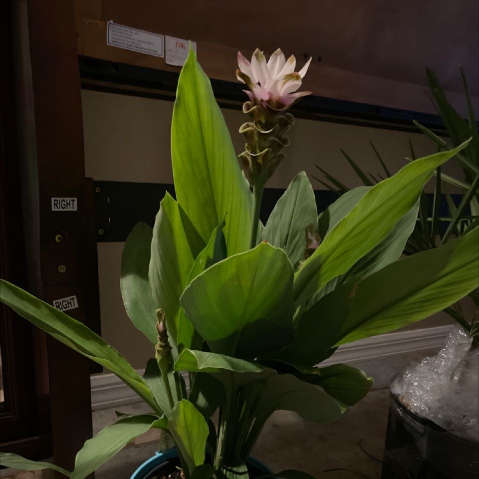 Siam tulip plant with healthy green leaves and a prominent flower, indoors with dim lighting.