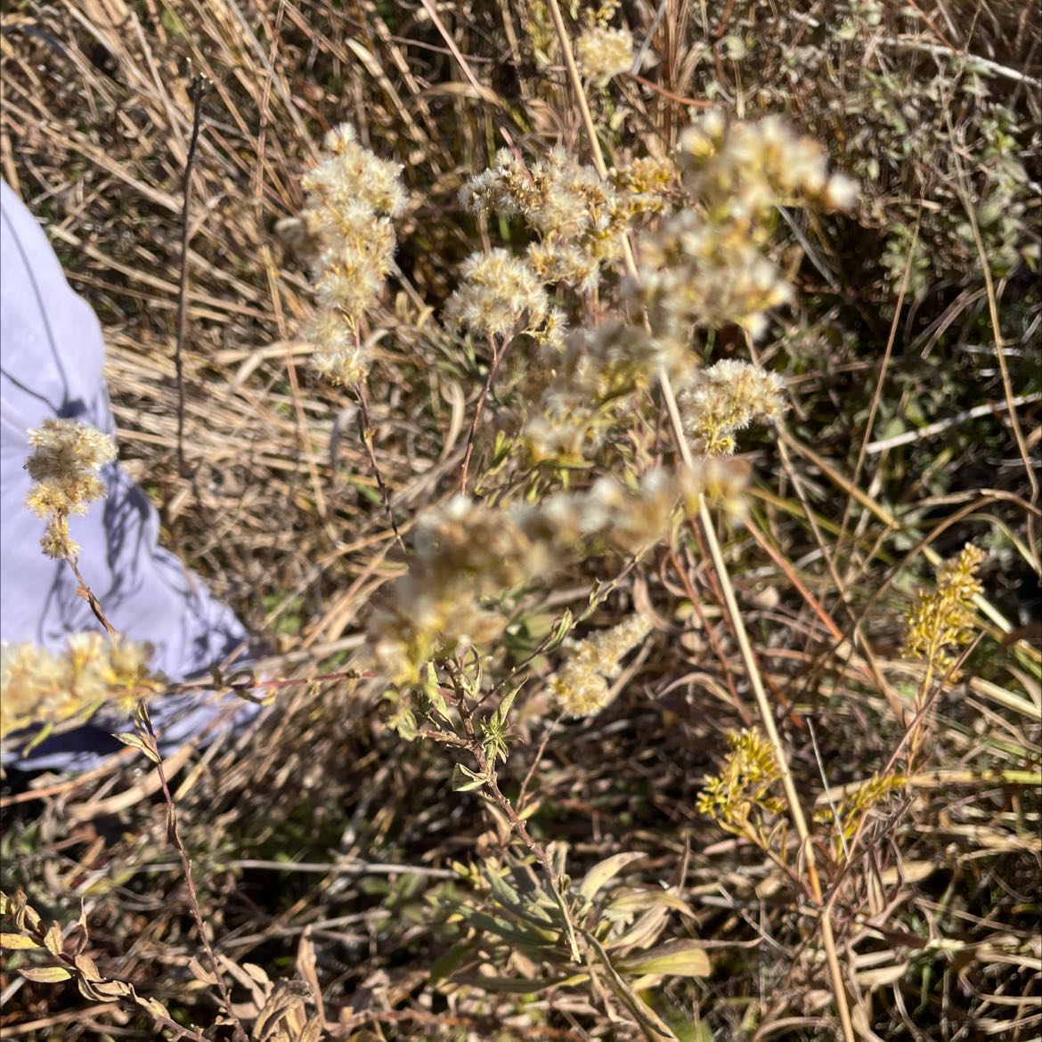 Photo of the plant species Gray Goldenrod by @SavvyRedsage named H on Greg, the plant care app
