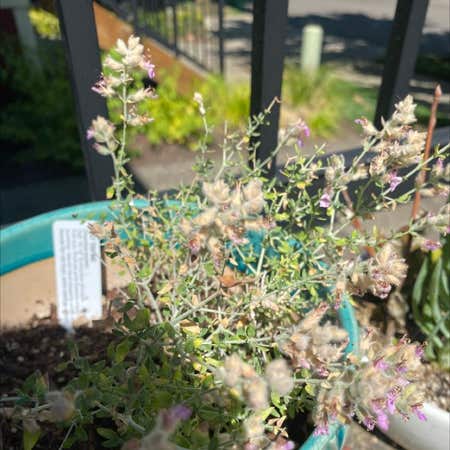 Photo of the plant species cat thyme by @StackedOrpine named Cat thyme on Greg, the plant care app