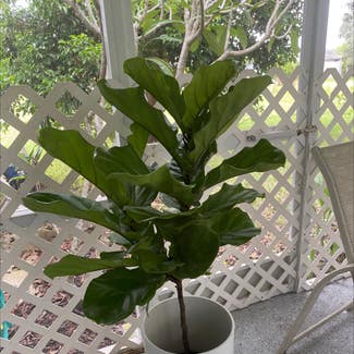 Fiddle Leaf Fig plant in Cape Coral, Florida