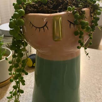 String of Pearls plant in Cape Coral, Florida