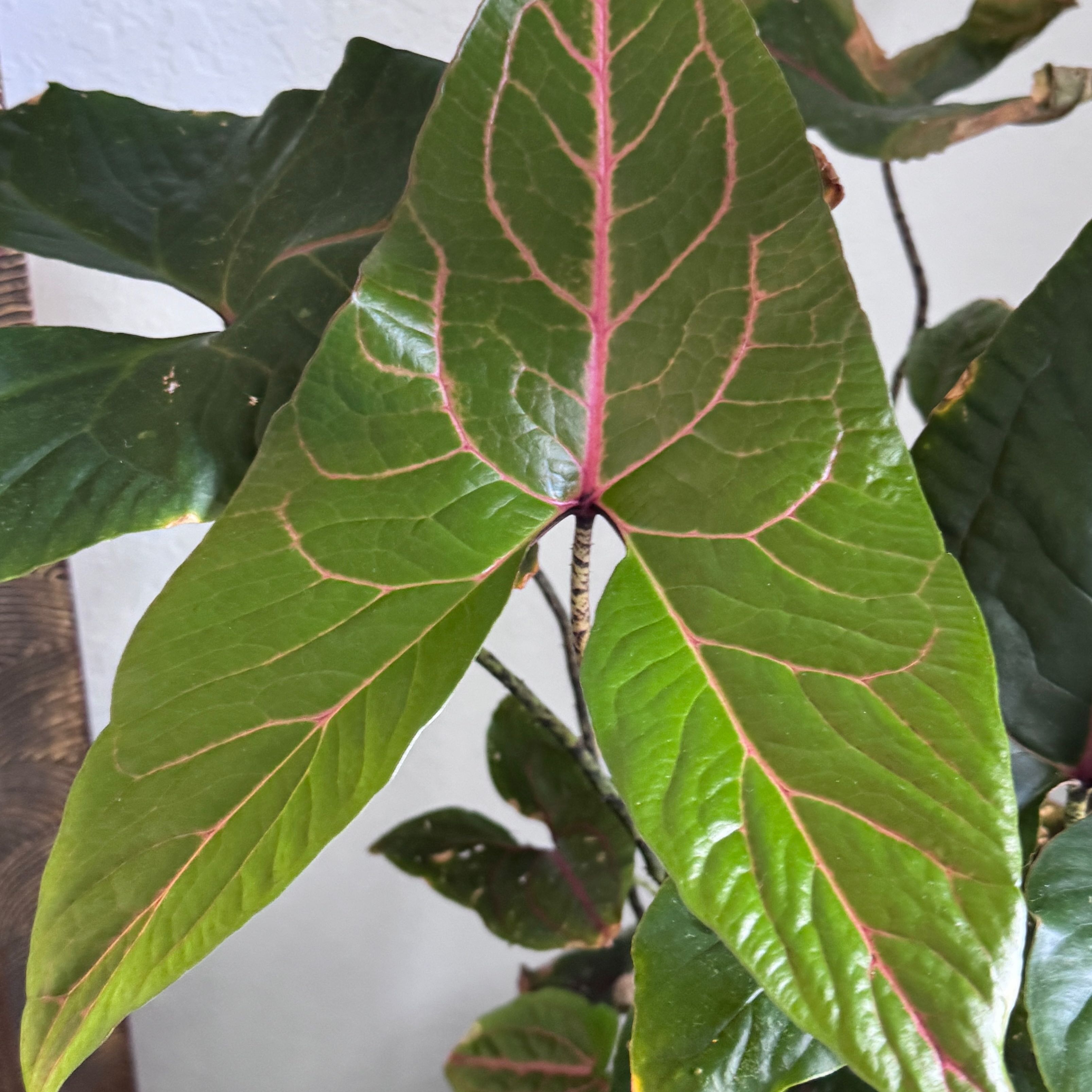 Photo of the plant species Cyrtosperma johnstonii by @BigLilac named Duke on Greg, the plant care app
