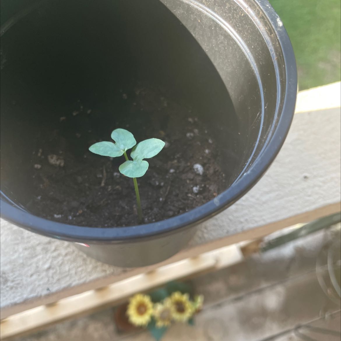 Photo of the plant species Picotee Blue Morning Glory by @UltimateSoursop named Cute flower on Greg, the plant care app