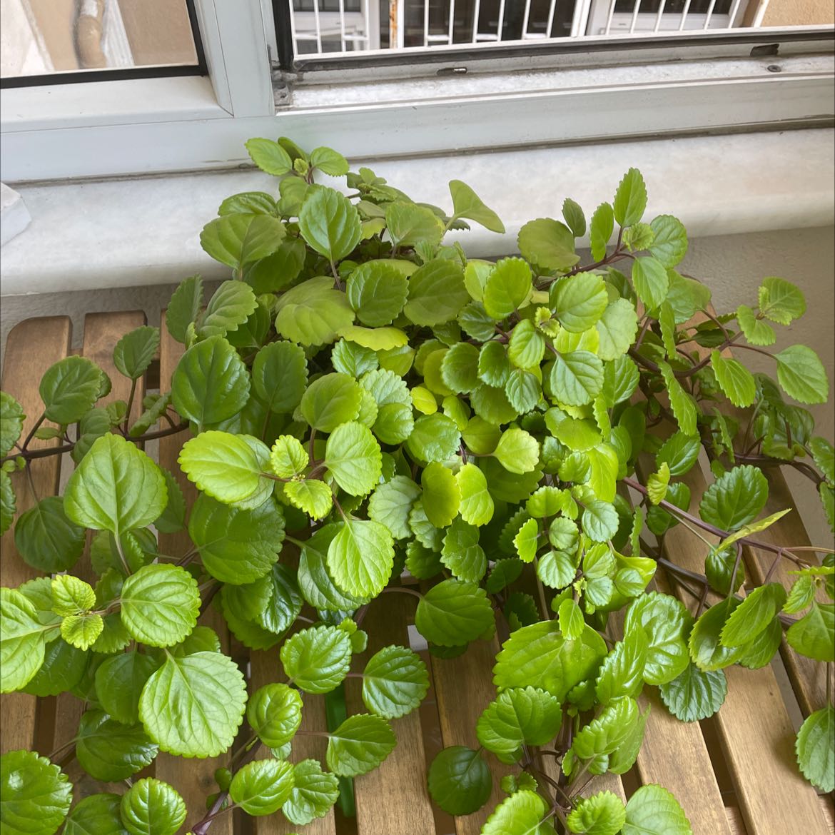 Photo of the plant species Swedish Ivy by @AvidCosmo named Charlie on Greg, the plant care app