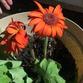 Photo of the plant species Tithonia Rotundifolia by @MagicalPalepuma named Mollie on Greg, the plant care app