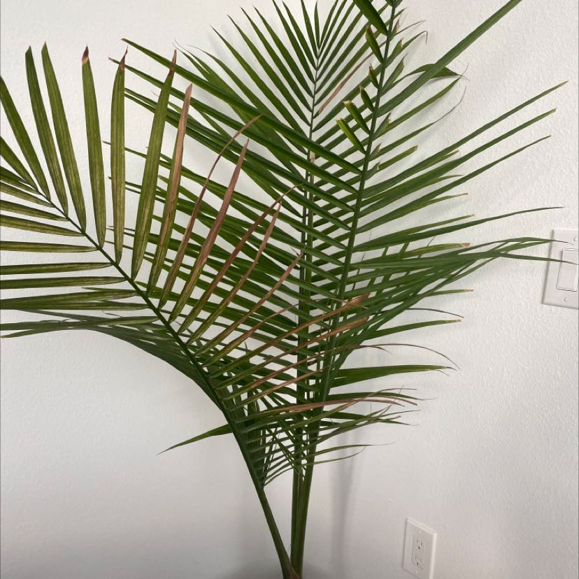 Photo of the plant species Majesty Palm by @FrontpageAcajou named Your plant on Greg, the plant care app
