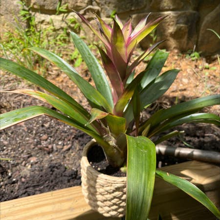 Photo of the plant species Bromeliad Neoregelia 'Donger' by Drivenmystax named Mother’s Day on Greg, the plant care app