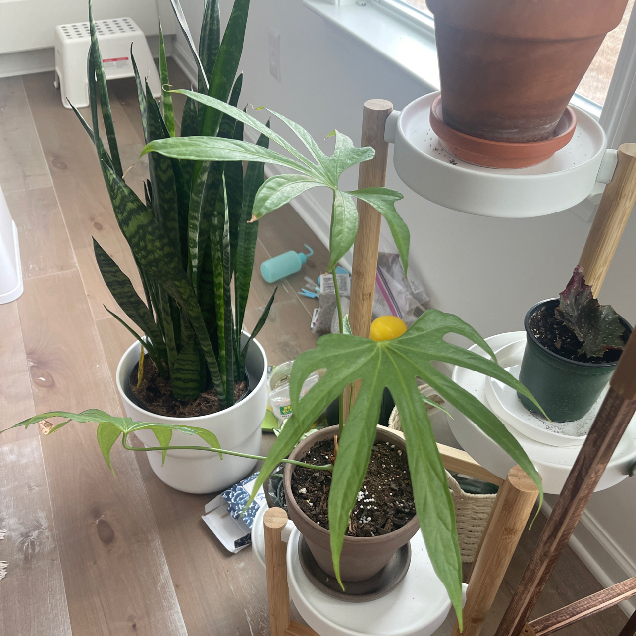 Indoor potted Anthurium Fingers plant with other plants, soil visible, well-framed and in focus.