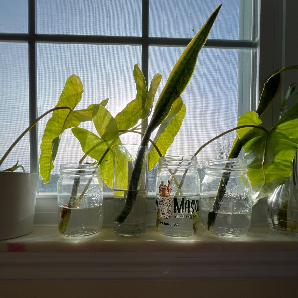 Arrowleaf Elephant Ear plants in jars of water on a windowsill with healthy green leaves.