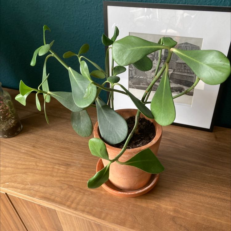 Photo of the plant species Autograph Tree by @SightlyBlueech named Nemo on Greg, the plant care app