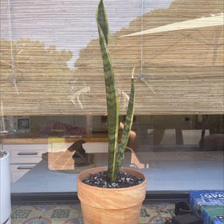 Snake Plant plant in San Marcos, California