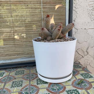 Lady Finger Cactus plant in San Marcos, California