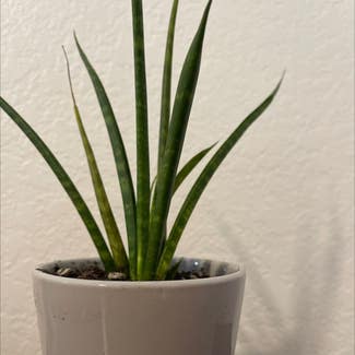 Cylindrical Snake Plant plant in San Marcos, California