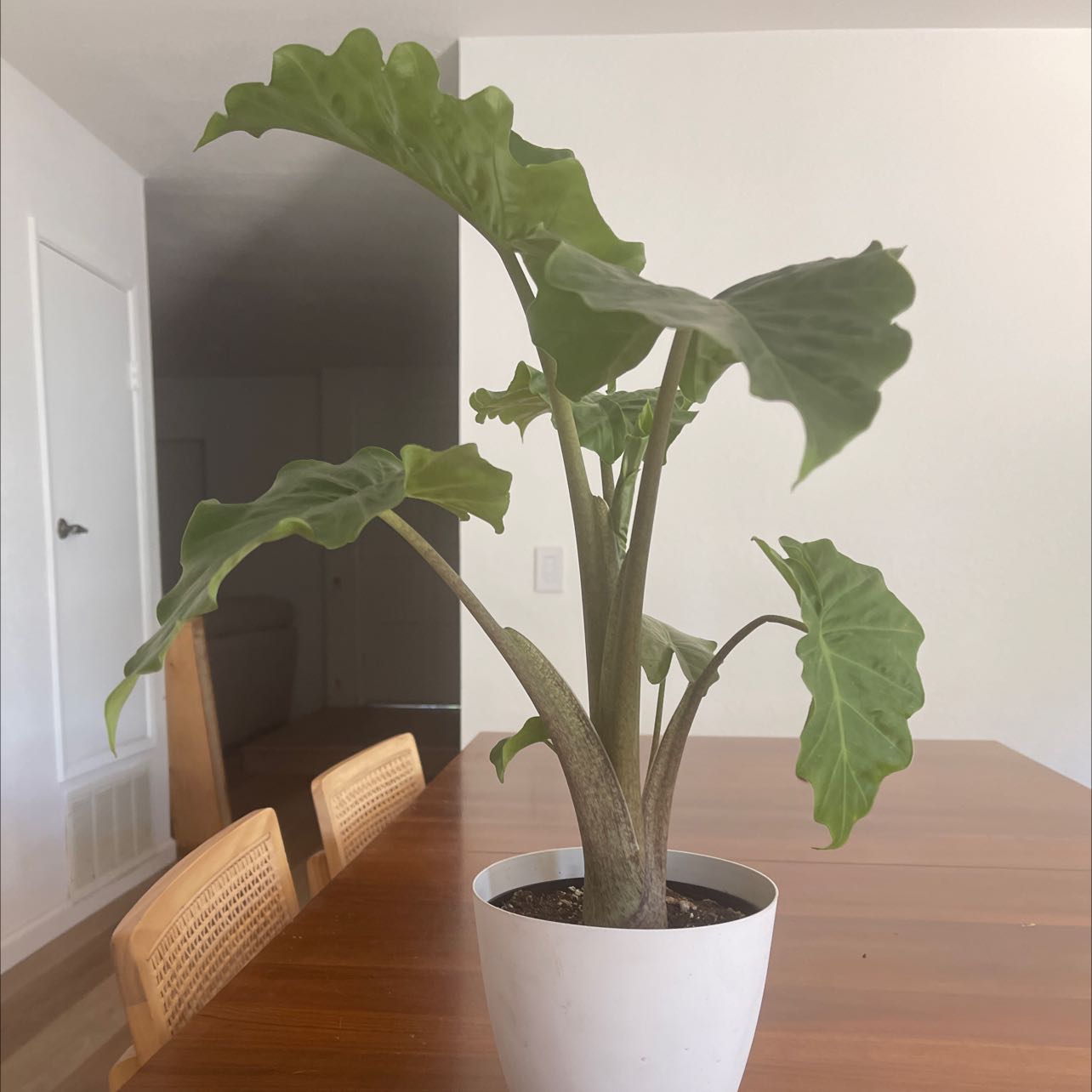 Alocasia 'Portora' plant in a white pot on a wooden table, appearing healthy.