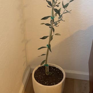 Olive Tree plant in San Marcos, California