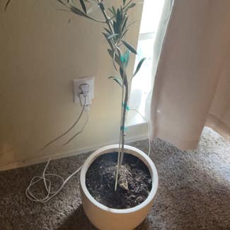 Olive Tree plant in San Marcos, California
