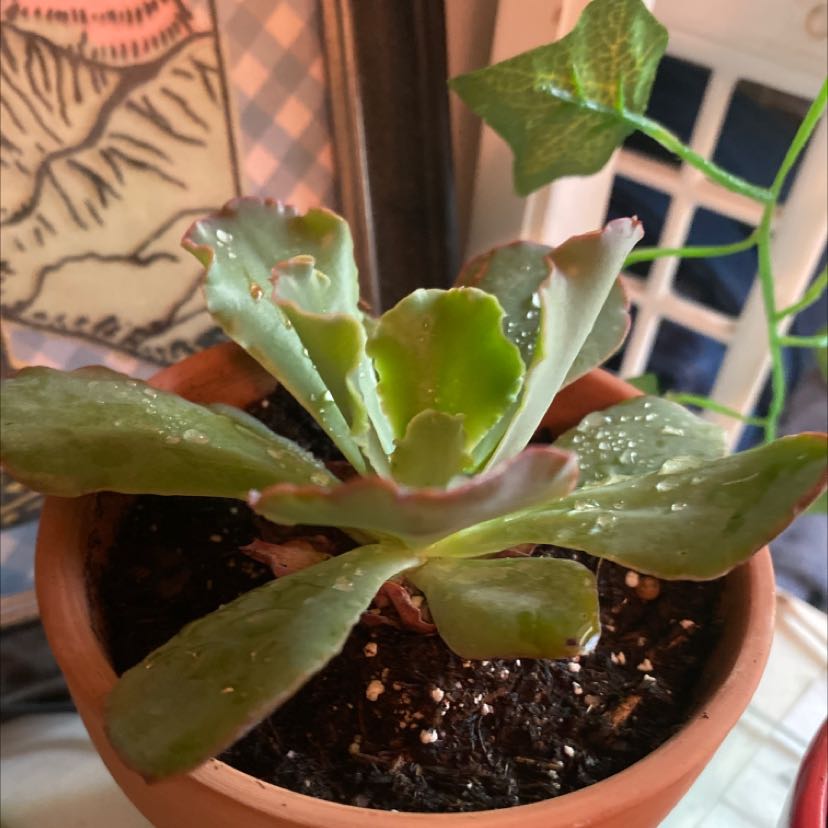 Photo of the plant species Echeveria 'Party Dress' by @floralfora named Your plant on Greg, the plant care app