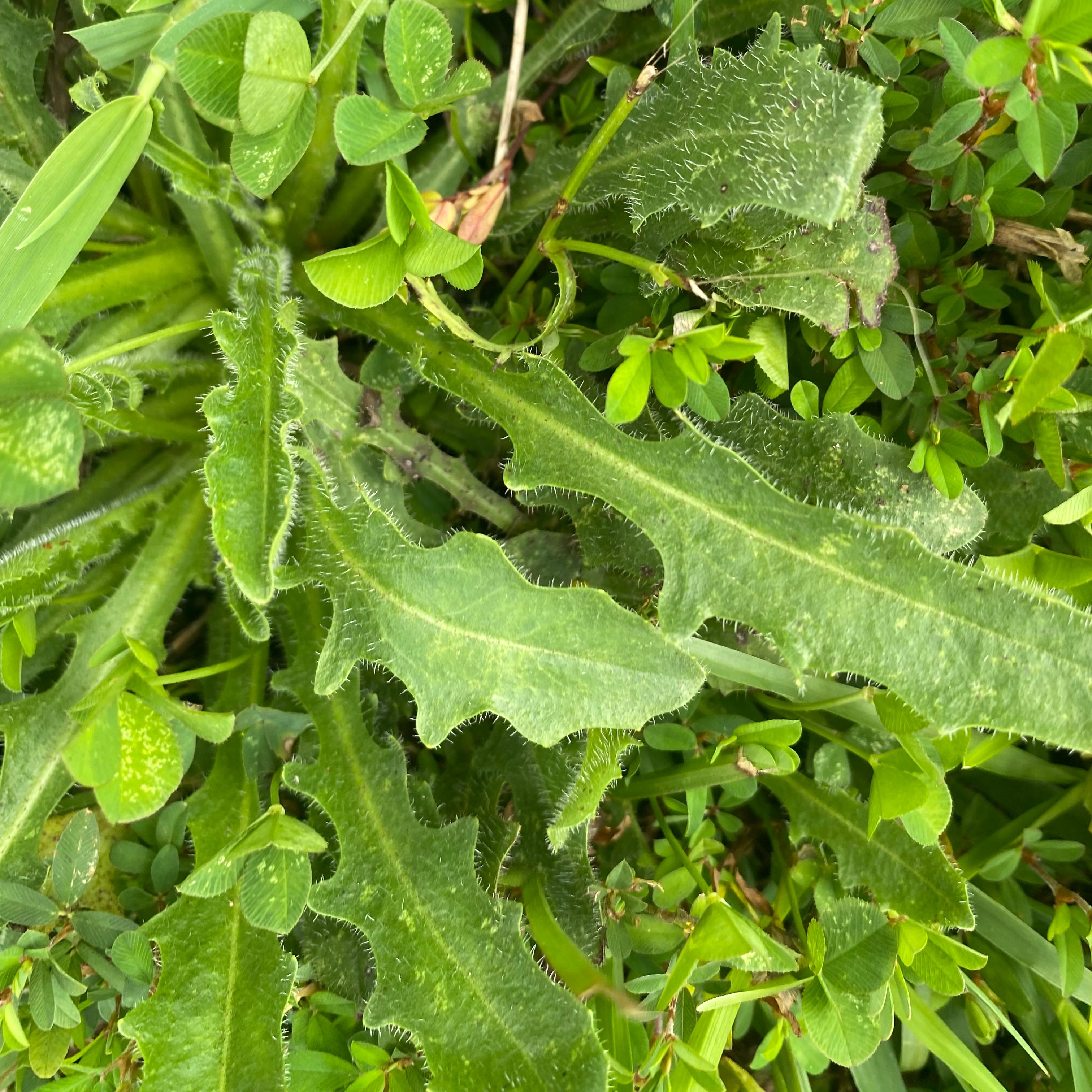 Photo of the plant species Bristly Hawkbit by @Suaemmarcucci named Your plant on Greg, the plant care app