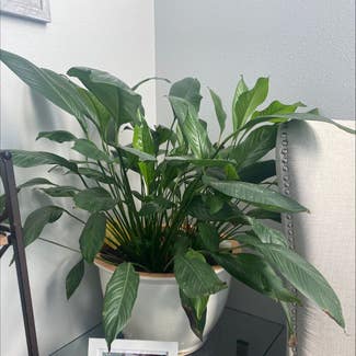 Peace Lily plant in Plano, Texas