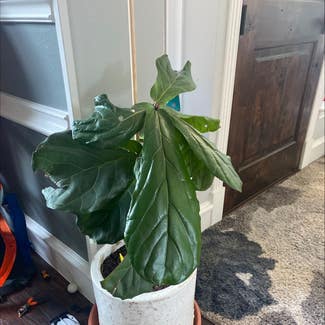 Fiddle Leaf Fig plant in Plano, Texas