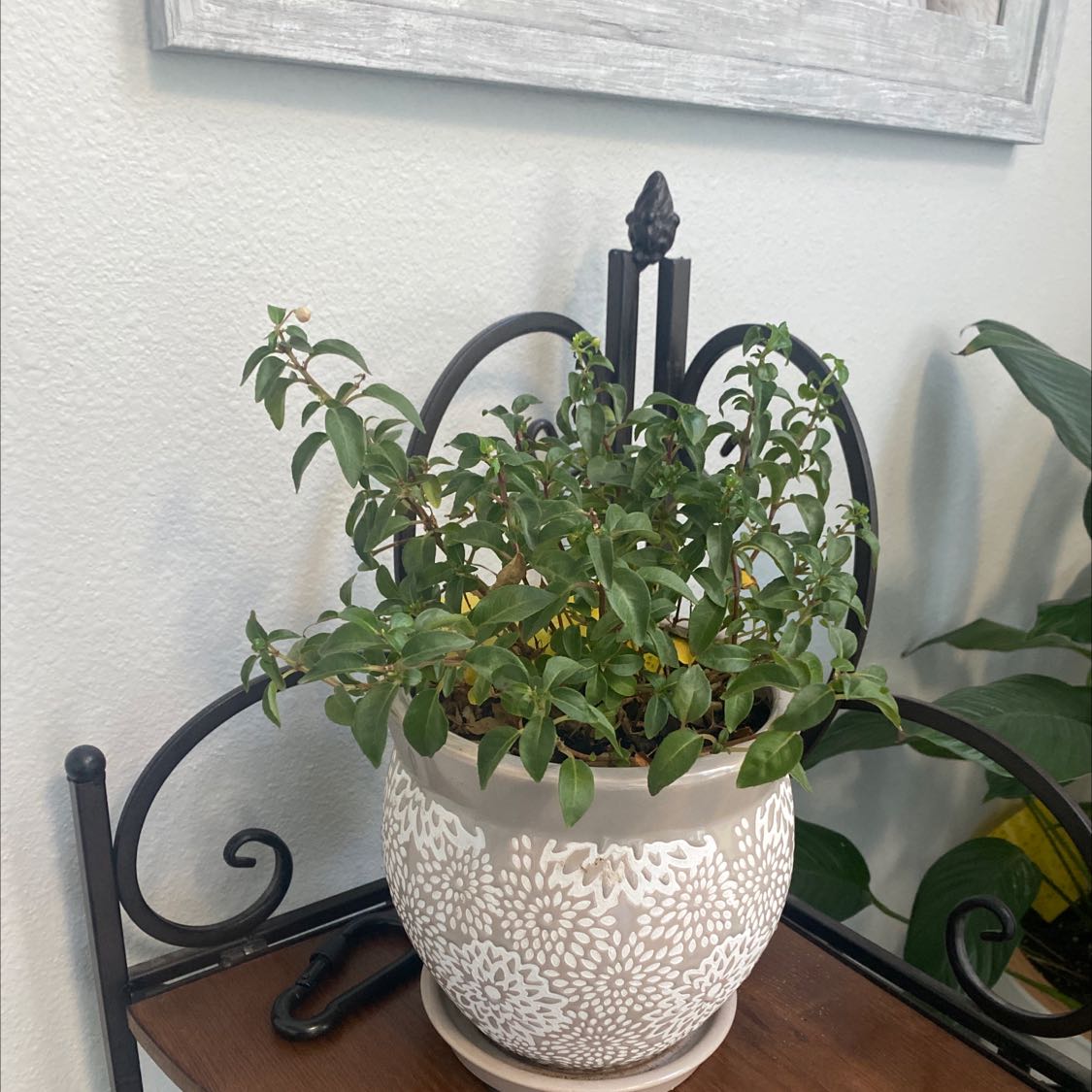 Photo of the plant species Glaziou's Fuchsia by @ApprovingBeech named Your plant on Greg, the plant care app