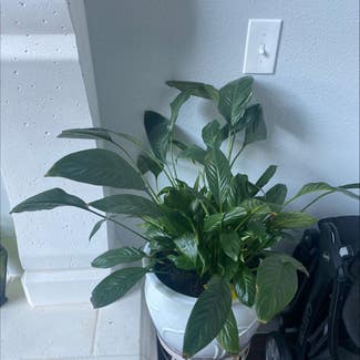Peace Lily plant in Plano, Texas