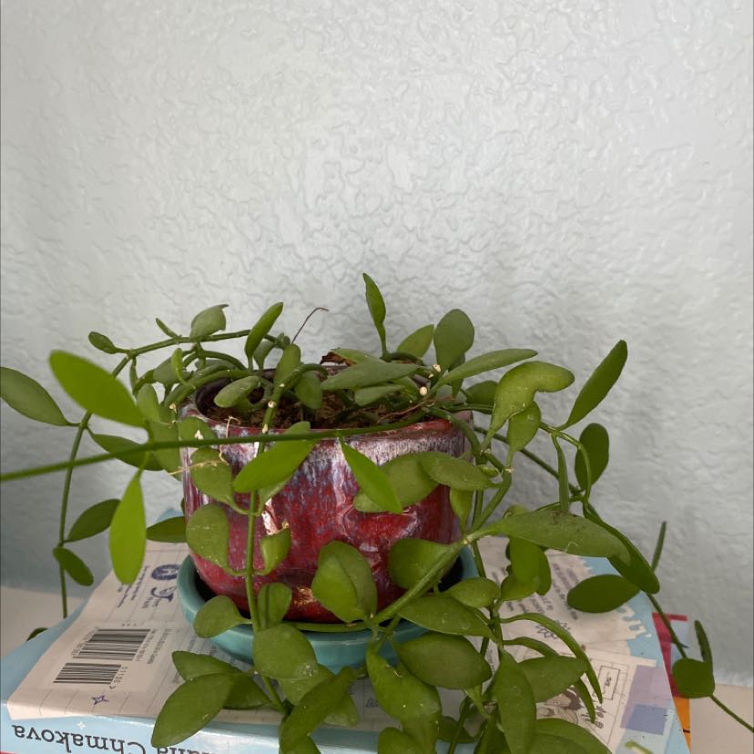 Potted Dischidia imbricata plant with green leaves on a book.