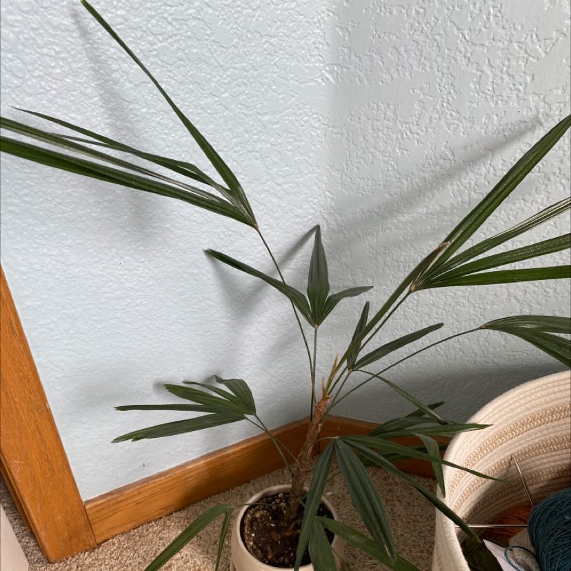 Indoor potted Chinese Windmill Palm with green leaves near a wall.