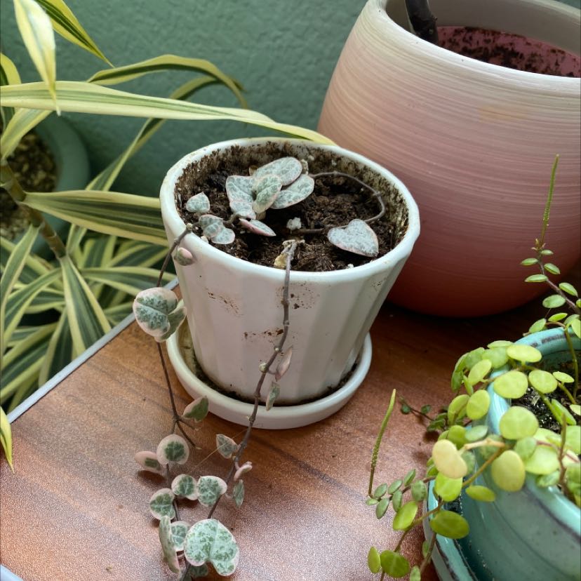 Variegated String of Hearts plant in a white pot with visible soil, surrounded by other plants.