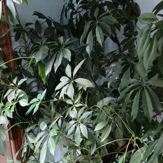 Dwarf Umbrella Tree plant in Columbus, Ohio