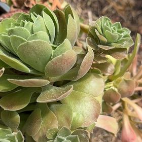 Photo of the plant species Green Duncecap by @GuruRedvein named Leaf Erickson on Greg, the plant care app