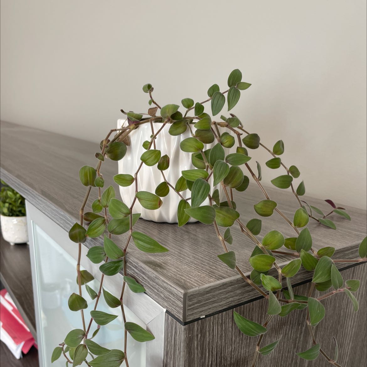 Photo of the plant species Largeflower Fairybells by @BriskAirplant named Office 1 on Greg, the plant care app