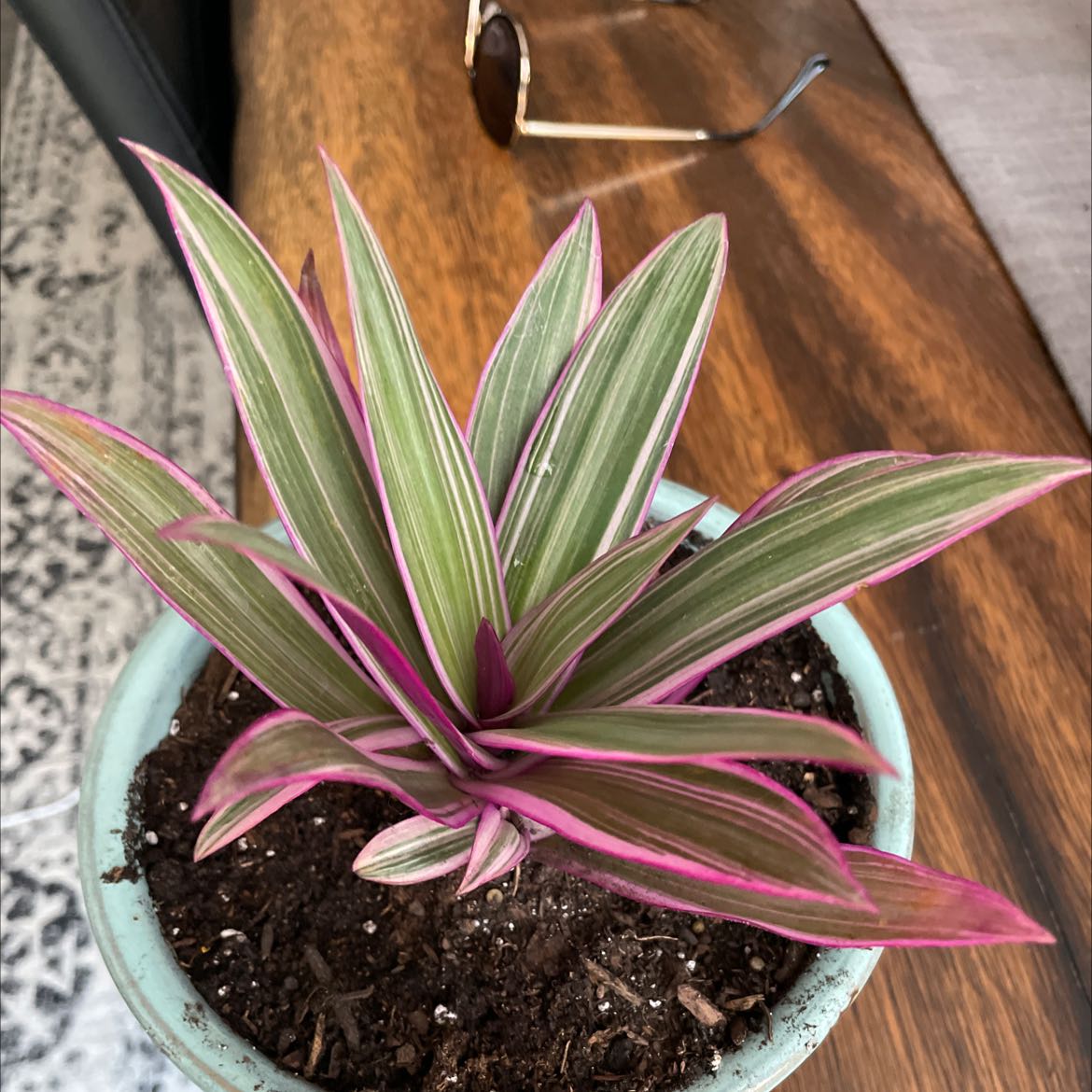 Photo of the plant species Rhoeo Oyster by @BriskAirplant named Stuart on Greg, the plant care app