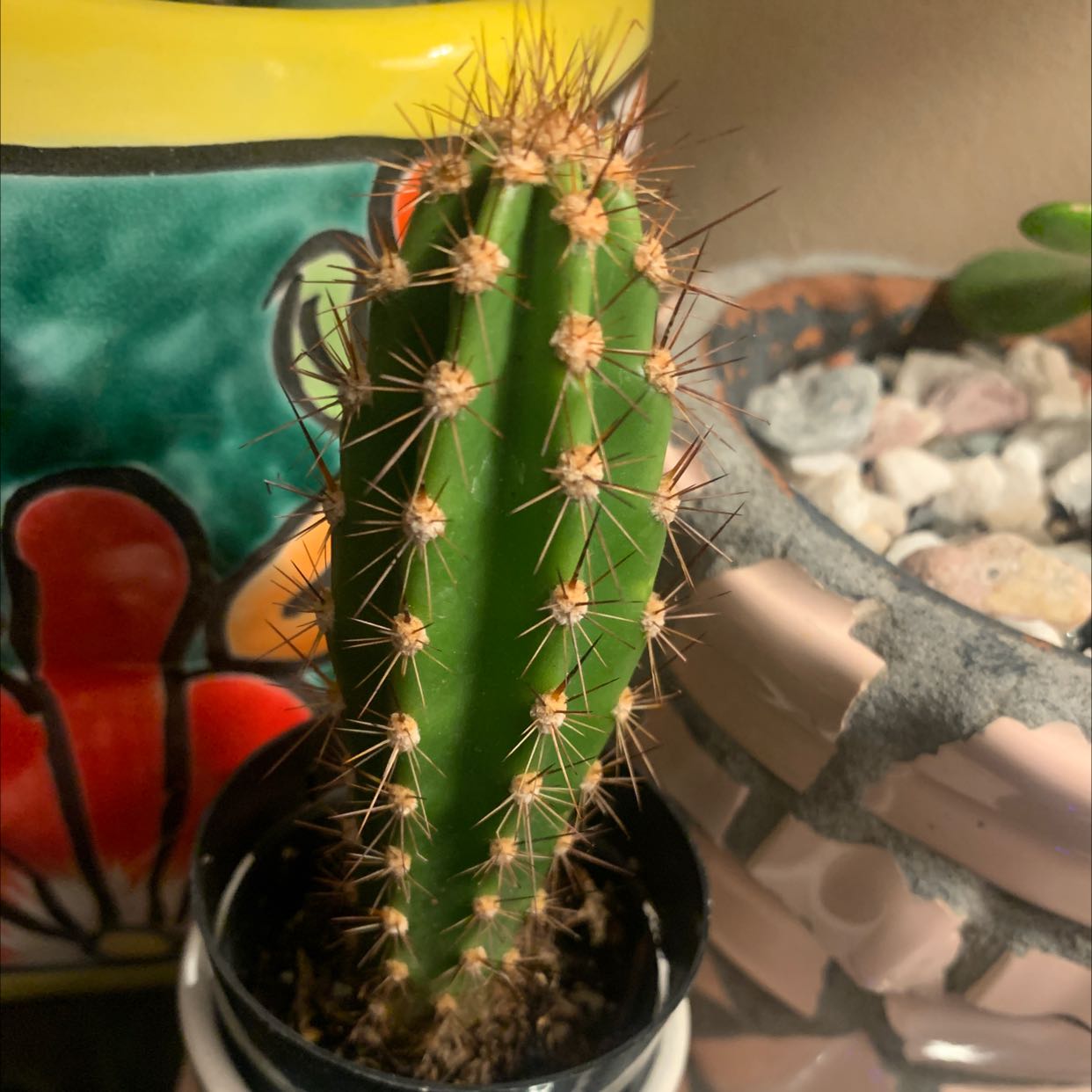 Photo of the plant species Candleholder Cactus by @BabeInBloom named Poki on Greg, the plant care app
